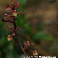 Polystachya concreta (Jacq.) Garay & H.R.Sweet